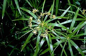 پنجه کلاغی,umbrella papyrus, umbrella sedge , umbrella palm
